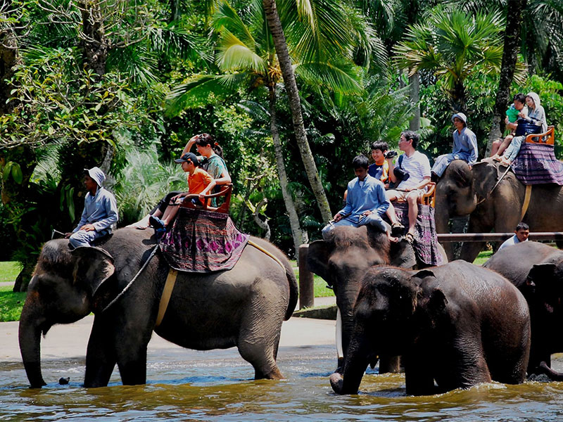 elephant