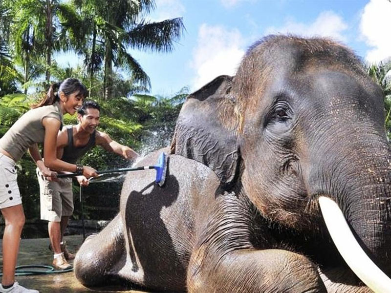 elephant