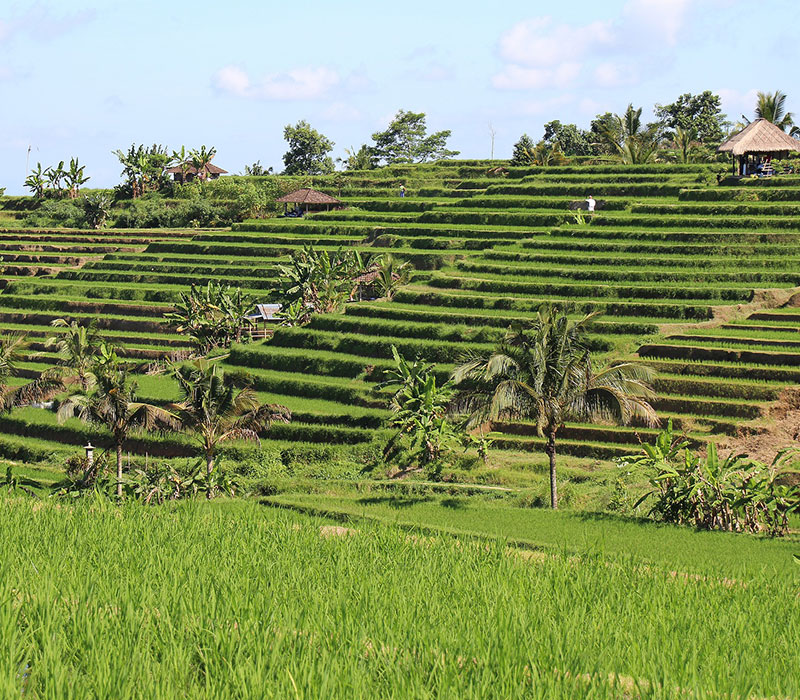 Jatiluwih Rice Field