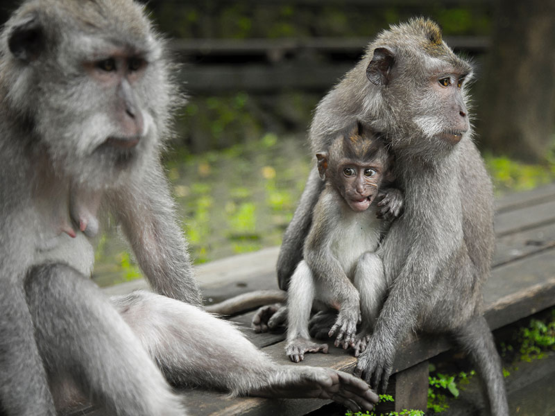 Bali Bagus Tour - Monkey Forest