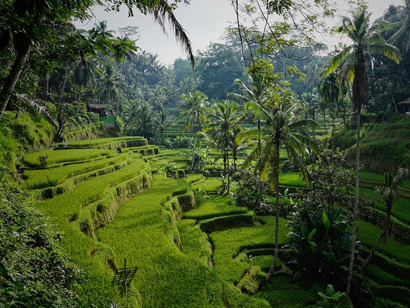 Bali Bagus Tour - Tegalalang