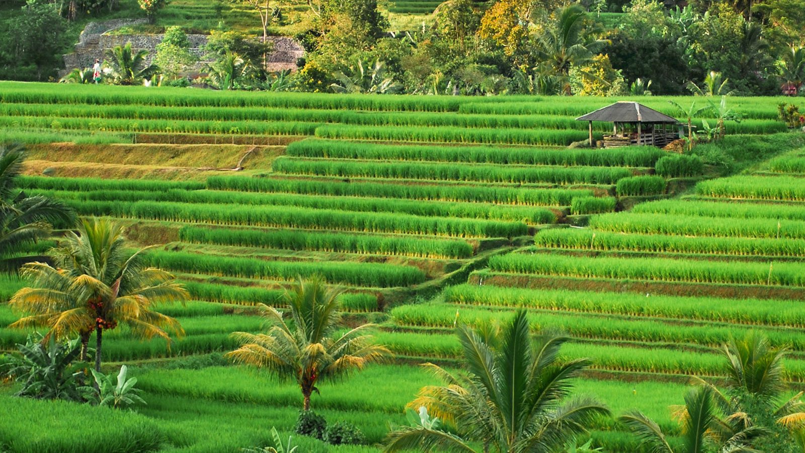 Bali Bagus Tours - Jatiluwih